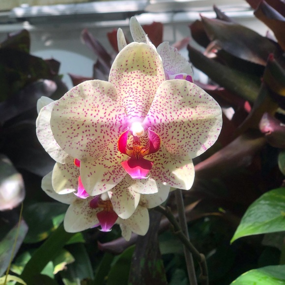 Meet your Posher, Betsa K - Picture 1 of 1